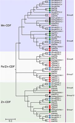 Genome-wide identification, expression and function analysis of the MTP gene family in tulip (Tulipa gesneriana)